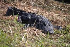 img_4894-alligator-everglades