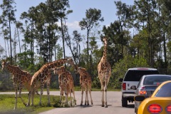 Giraffe-cars1