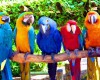 Поездка в парк «Джунгли попугаев»